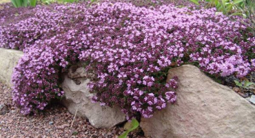 Pěstování tymiánu (tymiánu) na otevřeném poli na předměstí